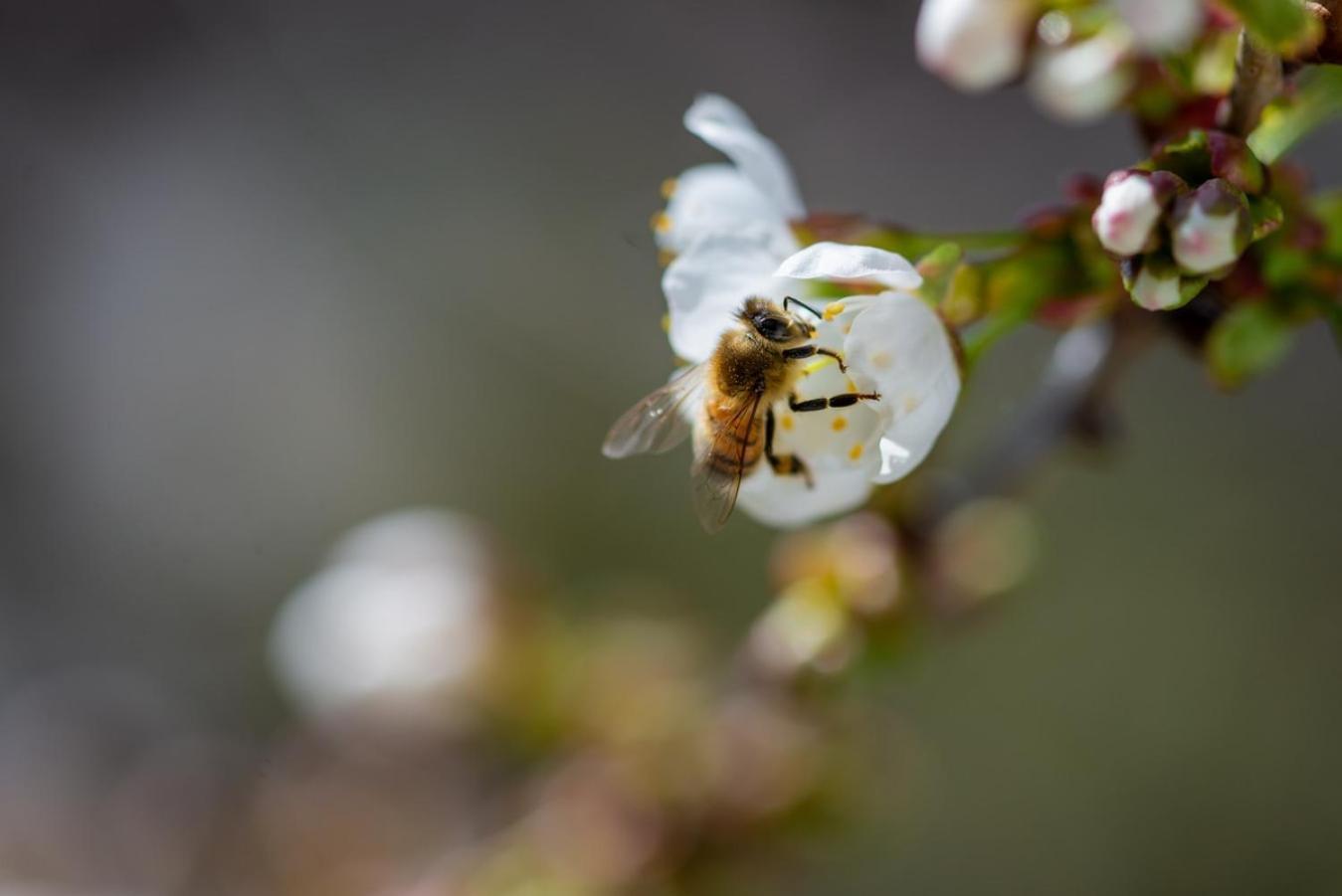 Hof Am Horn - Fewos In Der Natur Laichingen エクステリア 写真