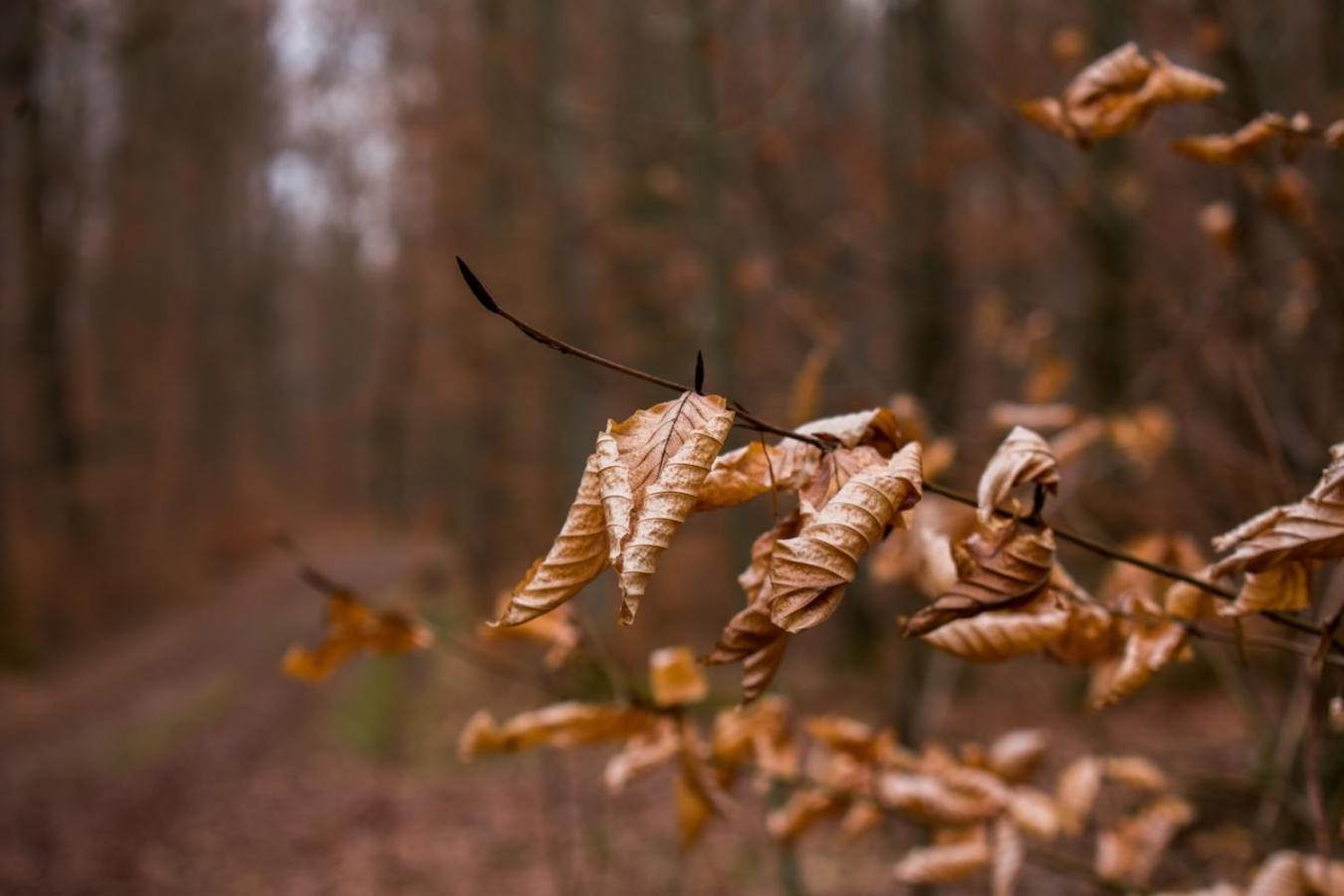 Hof Am Horn - Fewos In Der Natur Laichingen エクステリア 写真